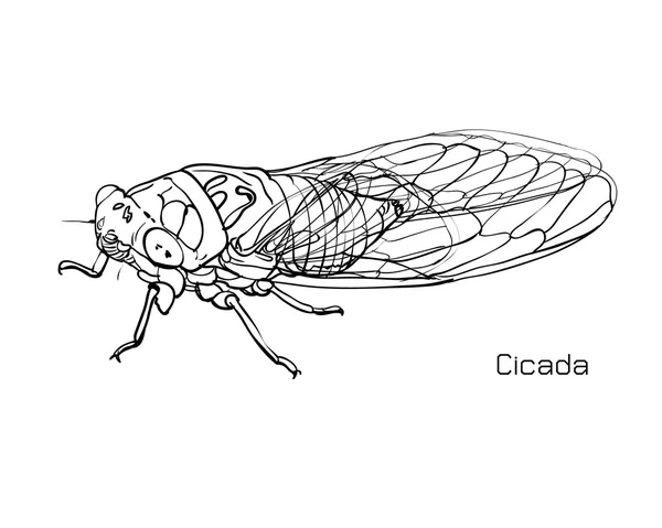 Drawing of cicada — Stock Vector