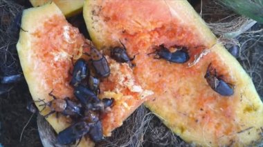 Kırmızı palmiye Weevil'ı