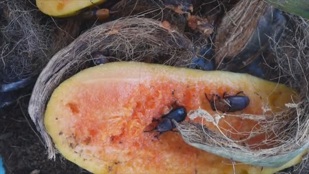 Red palm weevil — Stockvideo