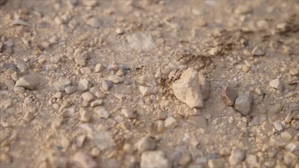 Chemin de fourmi sur le sol — Video