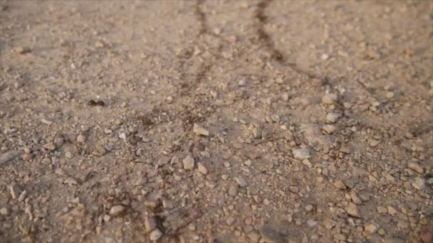 Ant manier op de grond — Stockvideo