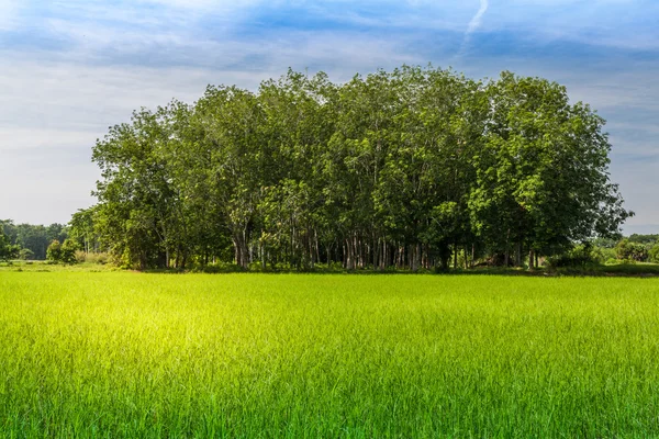 Rubberboom onder rijst veld in Thailand — Stockfoto