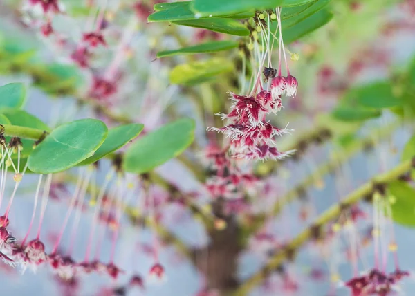 Tropiska löv-blomma eller Phyllanthus pulcher vägg — Stockfoto