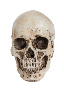 Beyaz izole insan kafatası
