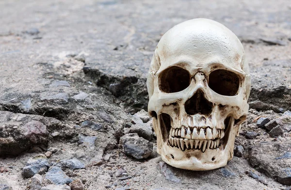 Human skull on crack cement street — Stock Photo, Image