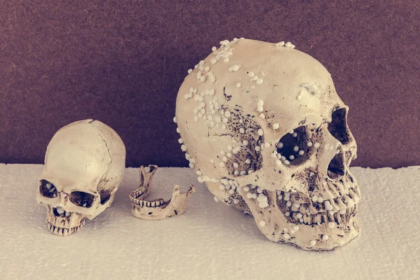 Big and small human skull with vintage tone — Stock Photo, Image