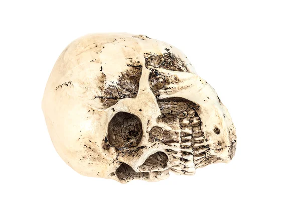 Изолированный человеческий череп на белом — стоковое фото