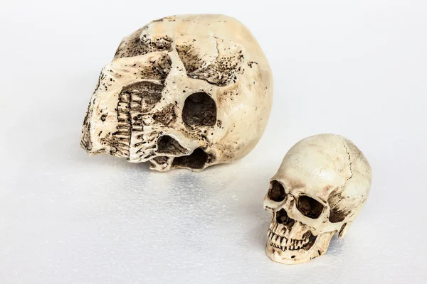 Isolated human skull on white — Stock Photo, Image