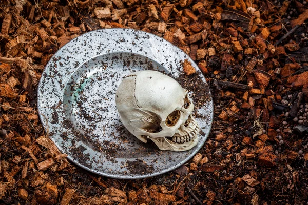 Human skull on stainless plate — Stock Photo, Image