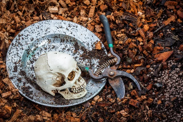 Human skull on stainless plate and coconut coir fiber — Stock Photo, Image