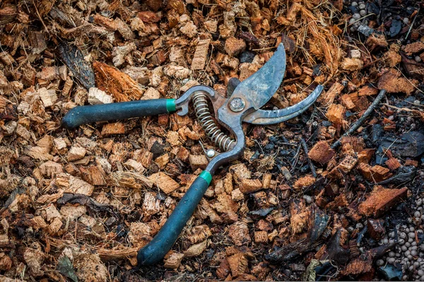 Cisailles à tailler sur fibre de coco — Photo