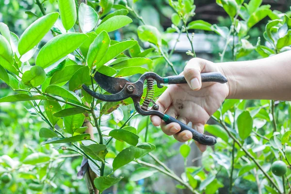 Giardiniere utilizzare cesoie prunning — Foto Stock