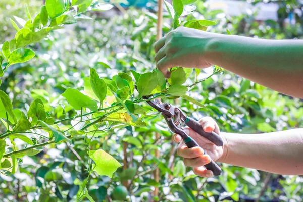 Bahçıvan kullanım prunning makası 
