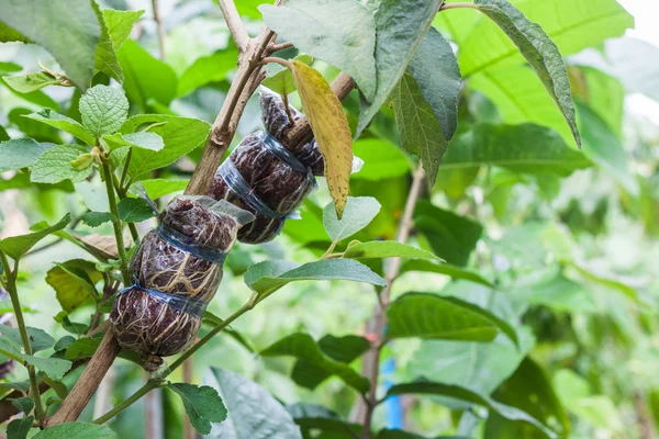 植物嫁接-农业技术 — 图库照片