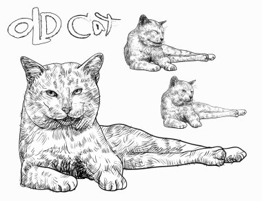 Eski sarı kedi
