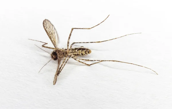 Chiudere corpo morto di zanzara — Foto Stock