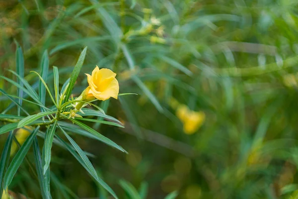 Oleander or lucky nut flower — Stock Photo, Image