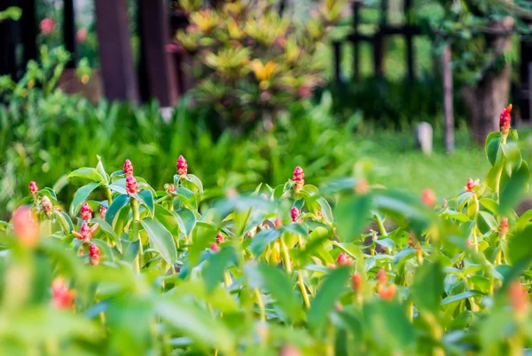 Indian head ginger flower — Stock Photo, Image