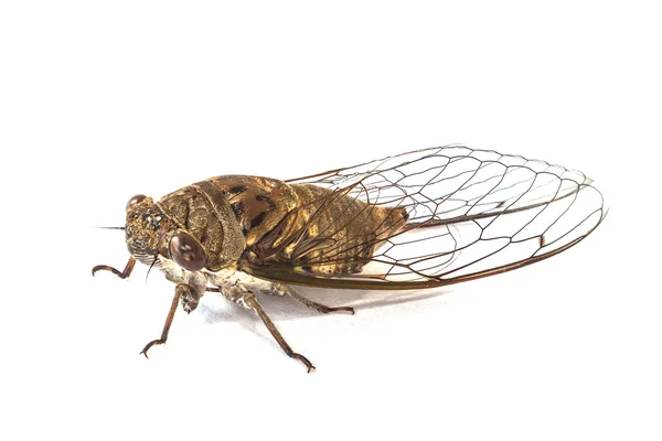 Cicada — Stock Photo, Image