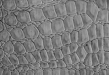 Testure ve deri arka plan