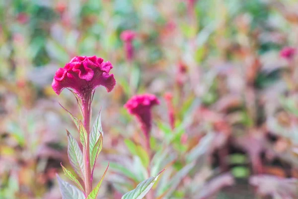 Gepluimde roze cockscomb bloem — Stockfoto