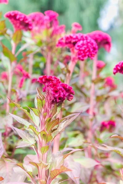 Plumed pink cockscomb flower — Stock Photo, Image