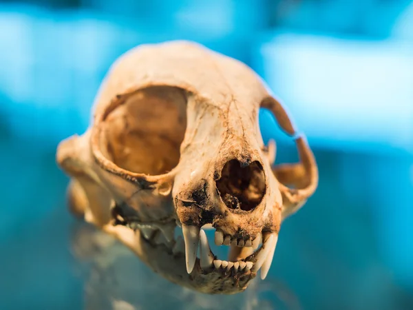 Dierlijke schedel met fang — Stockfoto