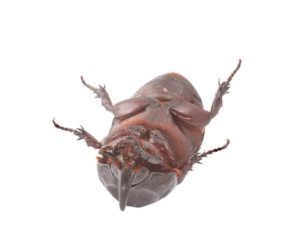 Overturn pose of Coconut rhinoceros beetle — Stock Photo, Image