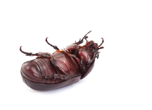 Overturn pose of Coconut rhinoceros beetle — Stock Photo, Image