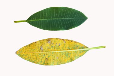 Isolated plumeria leaf one normal and one infected by Coleospori clipart