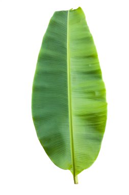 İzole yeşil muz yaprak