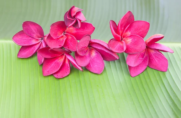 Fiore di plumeria rosso-viola su foglia di banana verde — Foto Stock