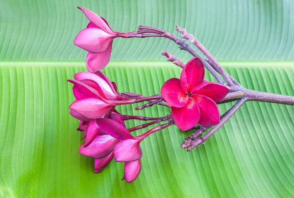 緑のバナナの葉に赤紫のプルメリアの花 — ストック写真