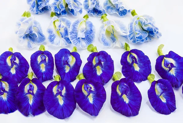 Skupina butterfly pea květina na bílém pozadí — Stock fotografie