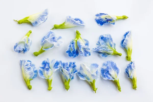 Bílé skupiny mix blue butterfly pea květina na bílém pozadí — Stock fotografie