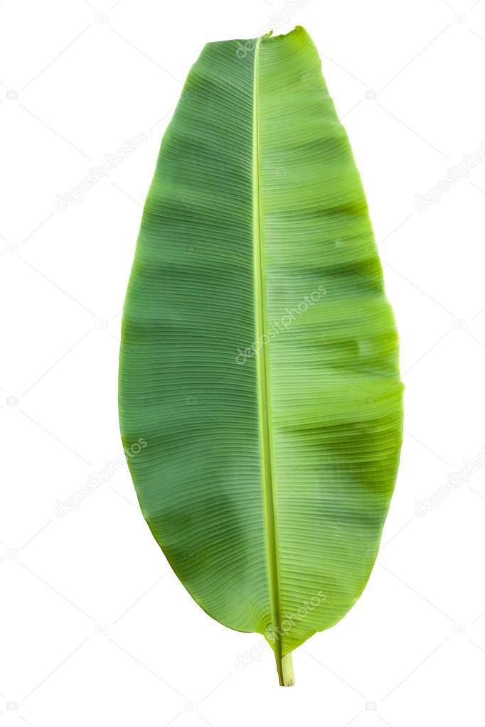 Isolated green banana leaf