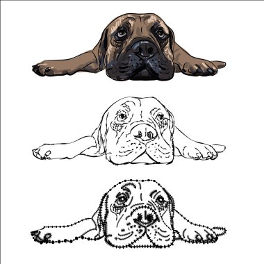 Yalancı bullmastiff çizimi