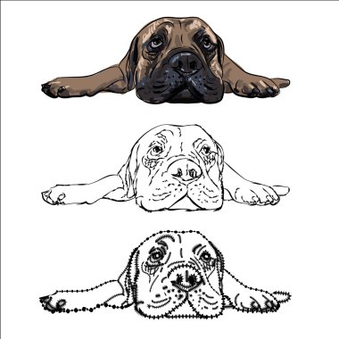 Drawing of  lying bullmastiff