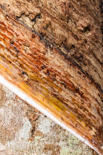 Yüzey ve kauçuk ağacı dokusuna — Stok fotoğraf