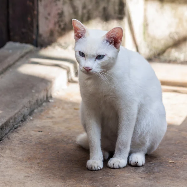 Vit katt — Stockfoto