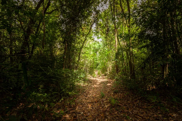Weg te lopen in het bos — Stockfoto