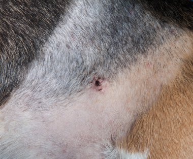Saç tıraş ve yaranın dikiş beagle köpek ile 