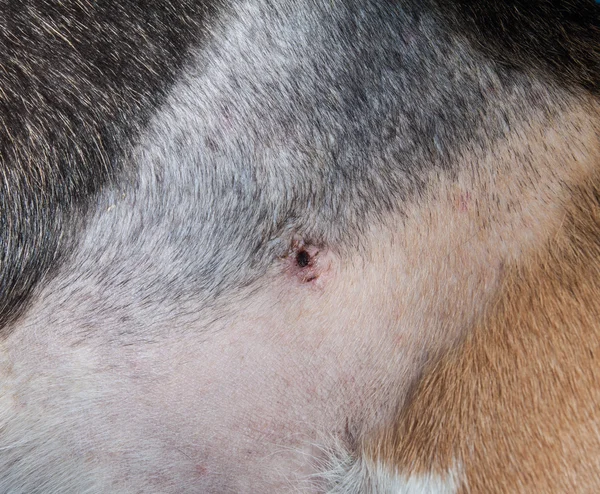 Rambut mencukur dan luka dengan jahitan anjing beagle — Stok Foto