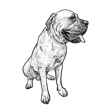 Poz oturan mastiff köpek çizimi 