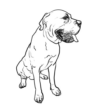 Poz oturan mastiff köpek çizimi 