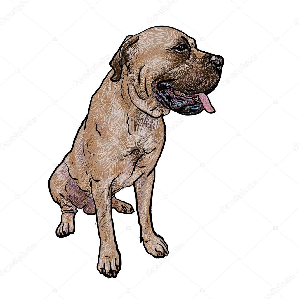 Drawing of mastiff dog on sitting pose 