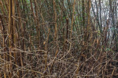 yığın bambusa bambu