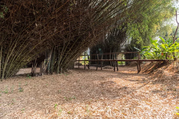 Pezzo di Bambusa bambù con ponte di bammboo — Foto Stock