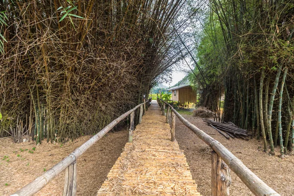 Bamboo bridge with clump of bambusa bamboo — Stock Photo, Image