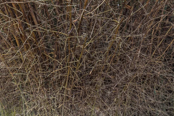 Clump of Bambusa bamboo — Stock Photo, Image